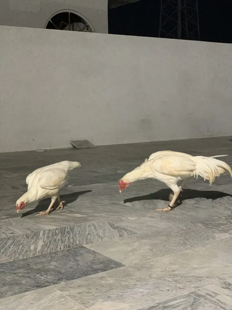 Heera Aseel Pair — photo 2
