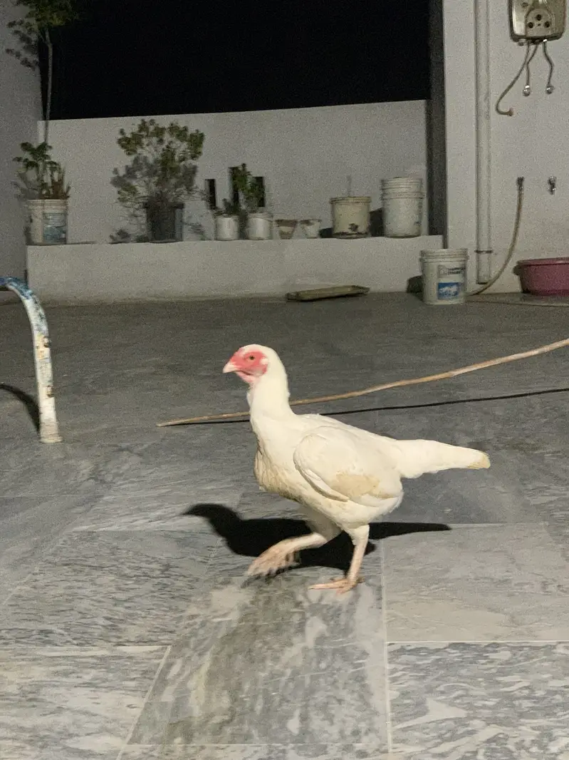 Heera Aseel Pair — photo 3