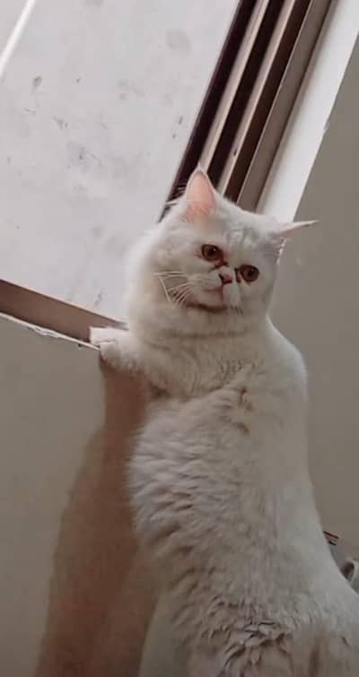 Persian cat urgent for sale