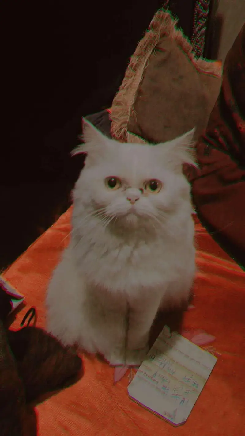 Persian cat urgent for sale — photo 2