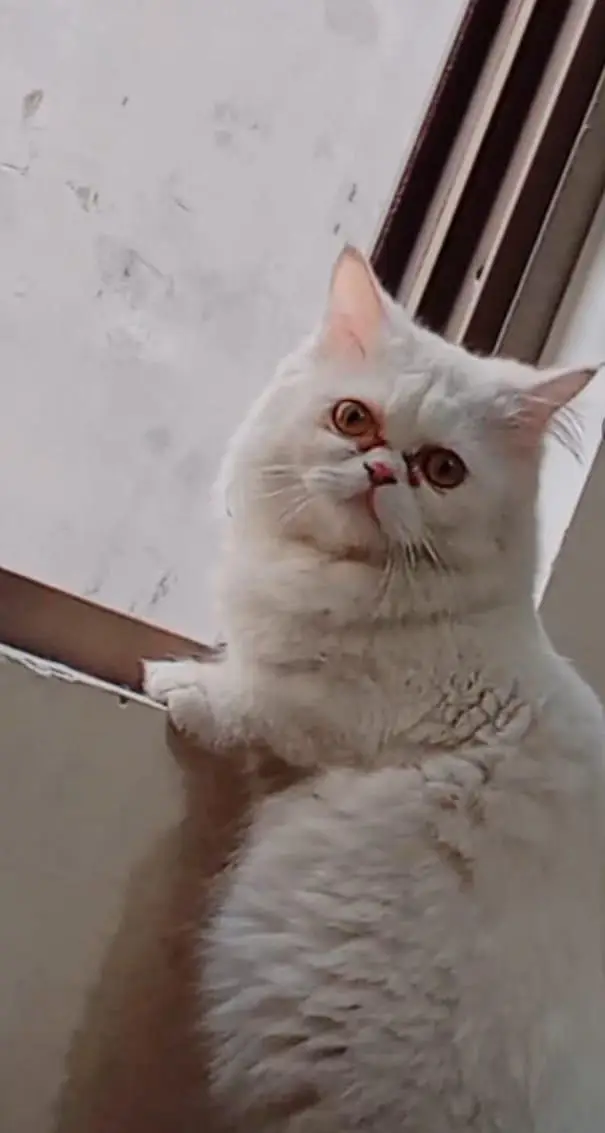 Persian cat urgent for sale — photo 3
