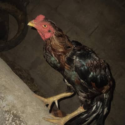 7 peses for sale