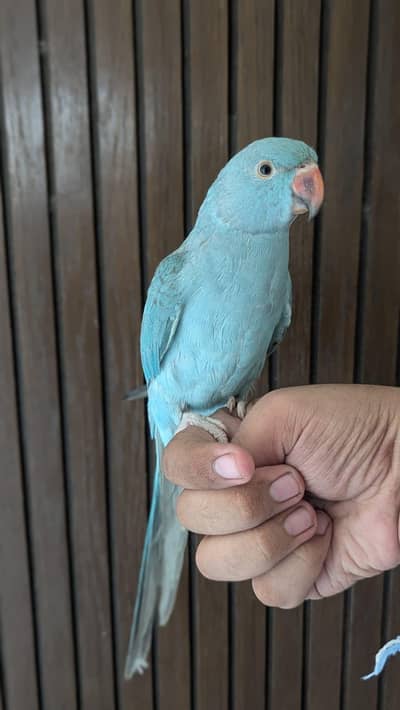 Hand tamed 0-Bite | Monks, Ringnecks, Sun Conures, Kashmiri Pahari Etc