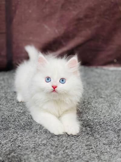 cash on delivery parshion kitten cat male female
