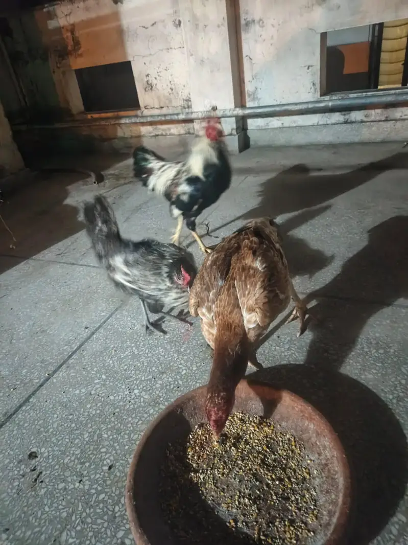 1 Male and 2 female — photo 3