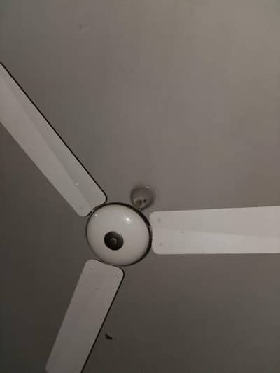 fan sardoga company