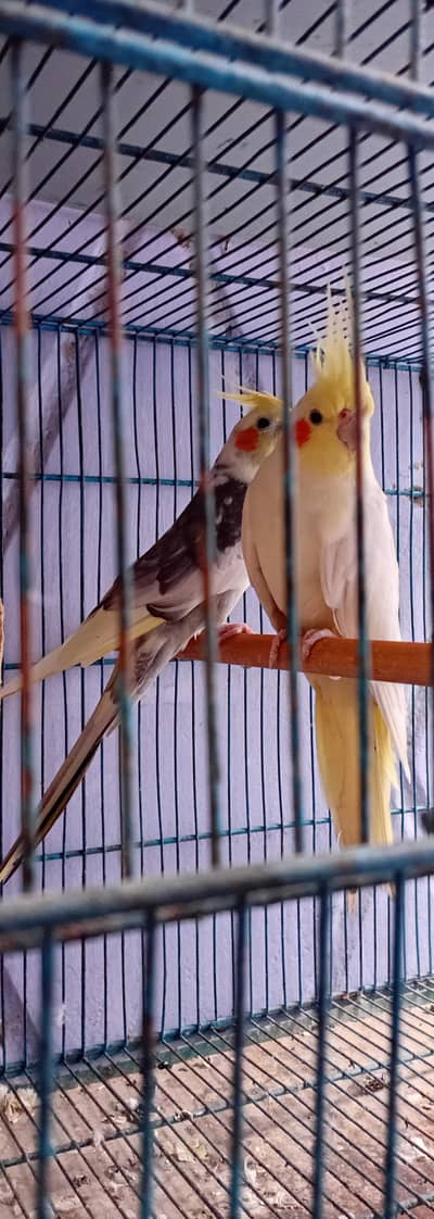 Cage , Cocktail pair , chick and Ring Neck Breeder Pair