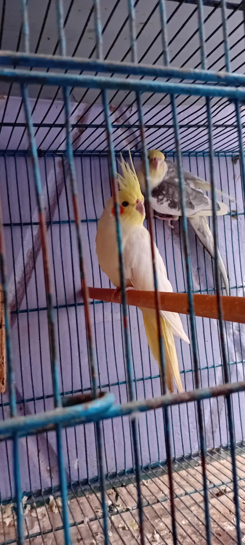 Cage , Cocktail pair , chick and Ring Neck Breeder Pair — photo 3