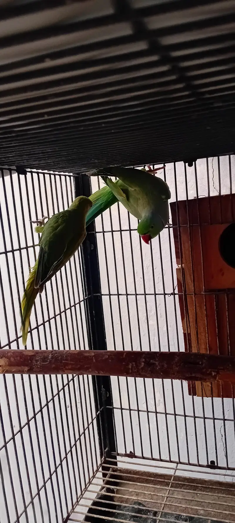 Cage , Cocktail pair , chick and Ring Neck Breeder Pair — photo 6