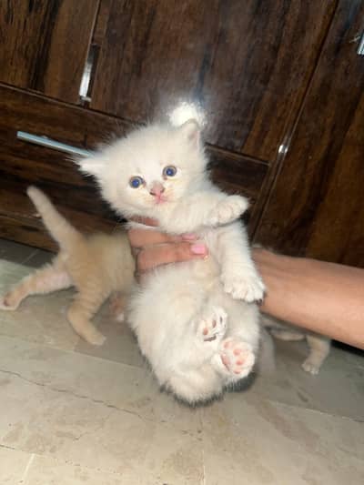 *`4 Pure Persian Kittens 1.5 Months - Hyderabad`*
