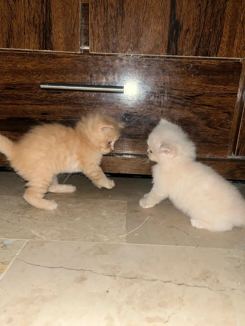 *`4 Pure Persian Kittens 1.5 Months - Hyderabad`* — photo 2