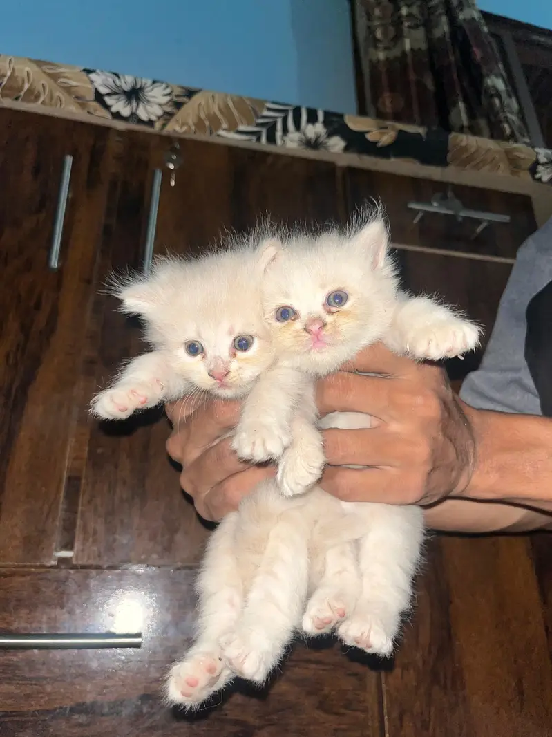 *`4 Pure Persian Kittens 1.5 Months - Hyderabad`* — photo 3