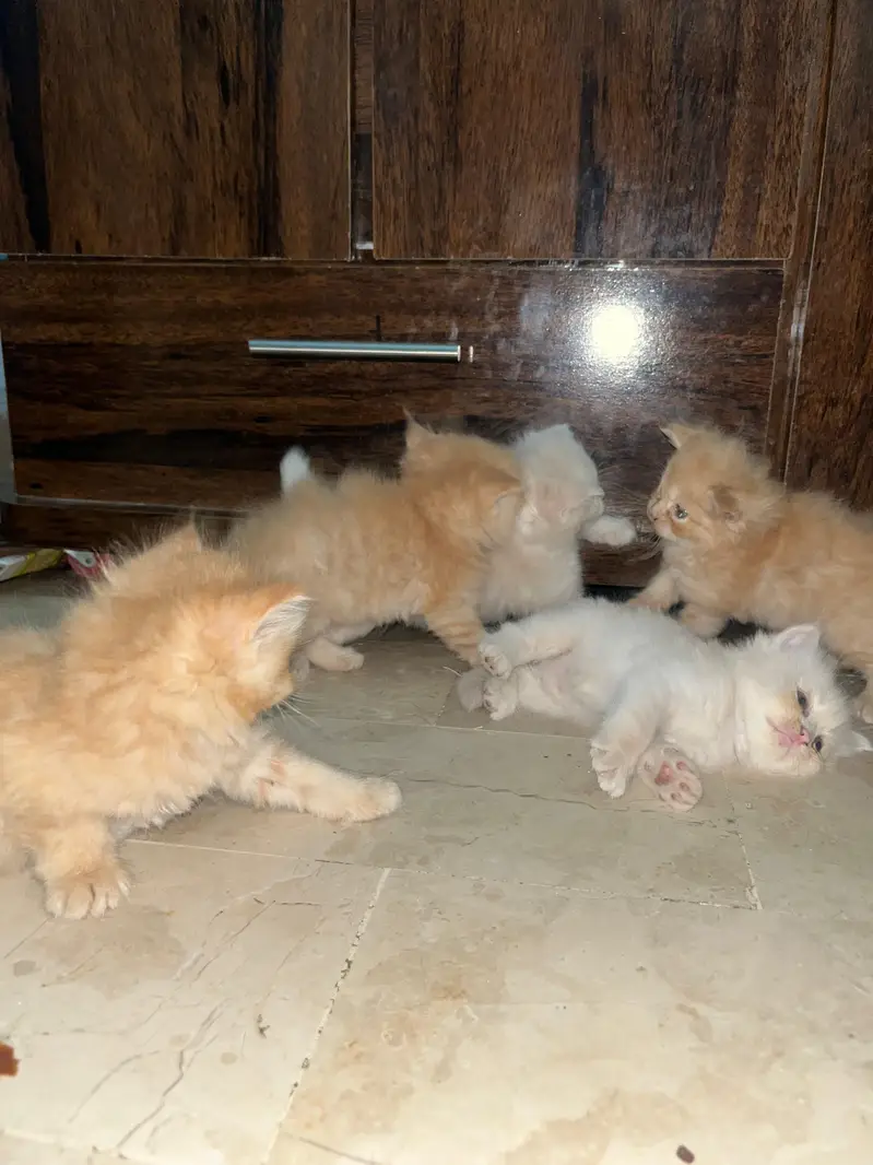 *`4 Pure Persian Kittens 1.5 Months - Hyderabad`* — photo 4