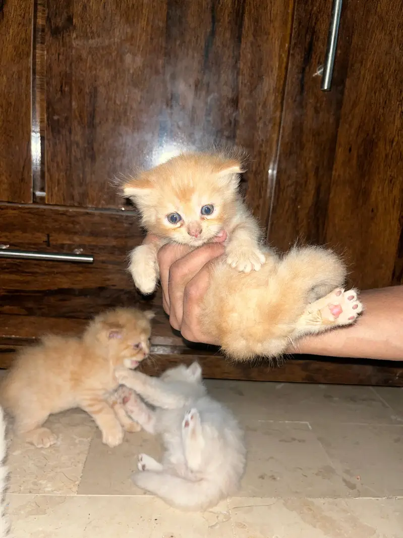 *`4 Pure Persian Kittens 1.5 Months - Hyderabad`* — photo 5