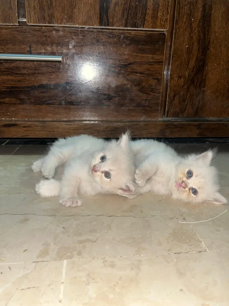 *`4 Pure Persian Kittens 1.5 Months - Hyderabad`* — photo 6