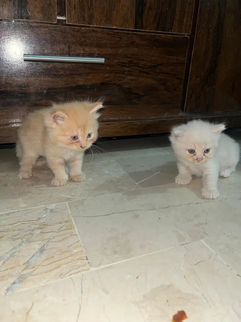*`4 Pure Persian Kittens 1.5 Months - Hyderabad`* — photo 12