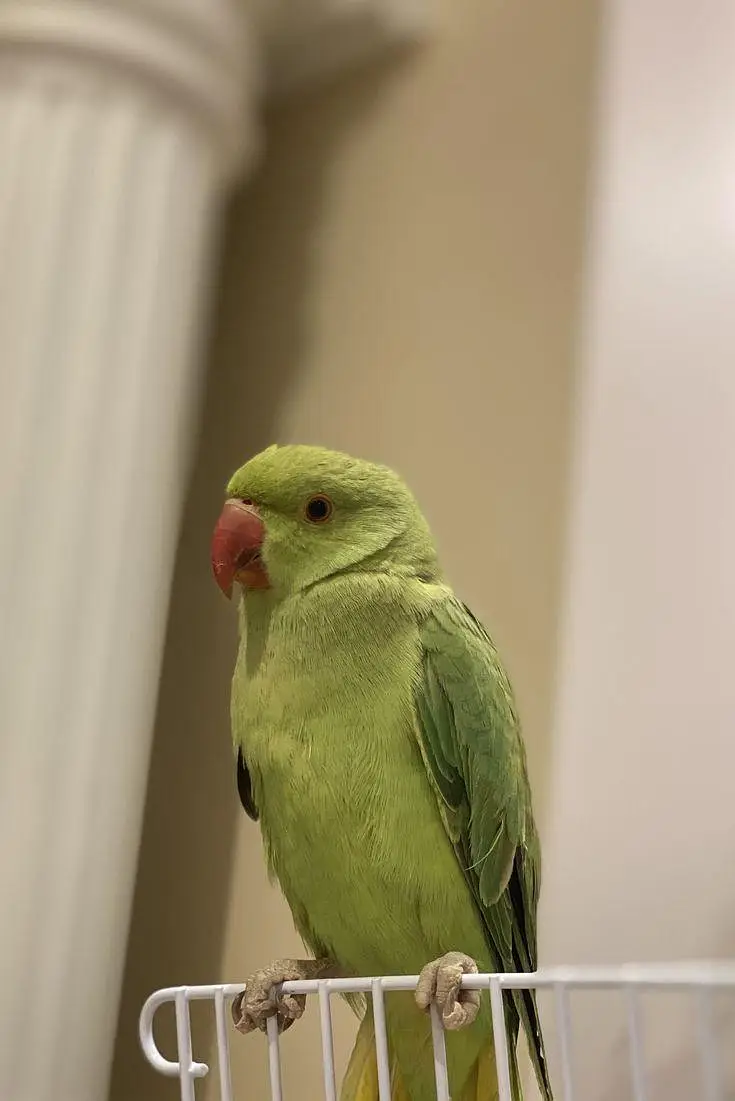 Raja beta for sale — photo 2
