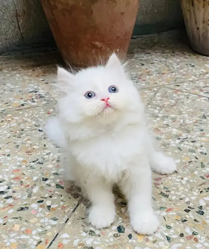 Persian cat for sale 2 month age — photo 2