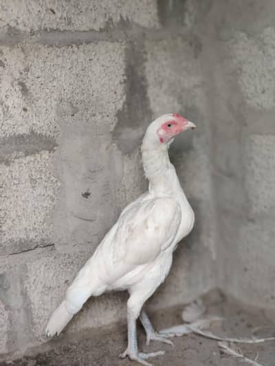 high quality Heera breeder pair
