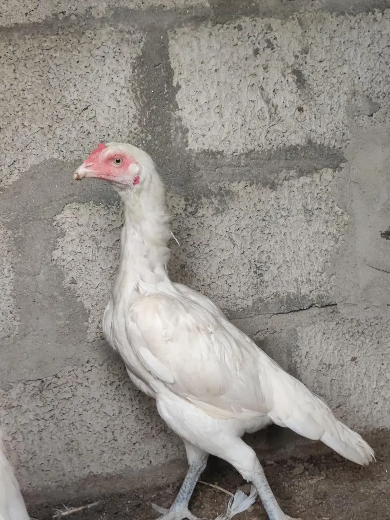 high quality Heera breeder pair — photo 2