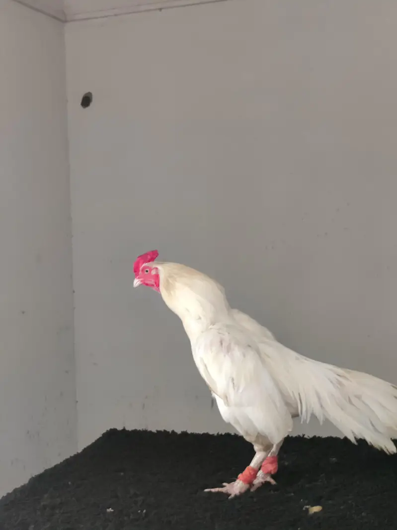 high quality Heera breeder pair — photo 3