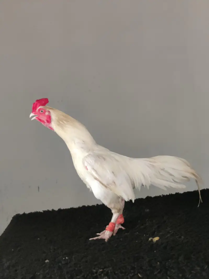 high quality Heera breeder pair — photo 4