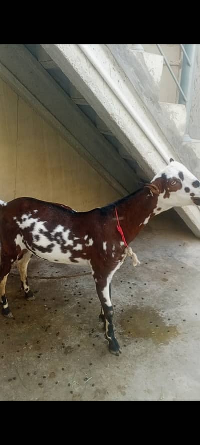 Bakra for sale
