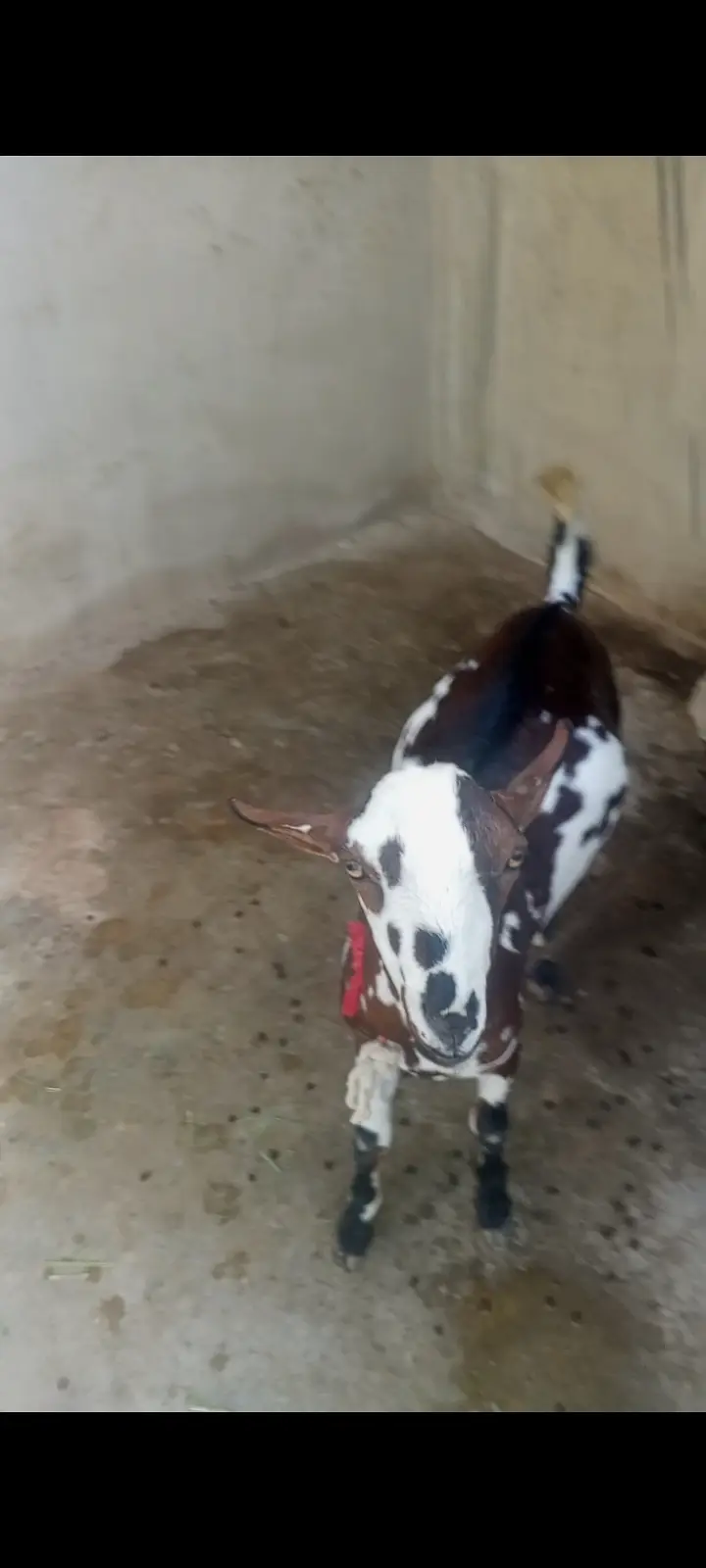 Bakra for sale — photo 2