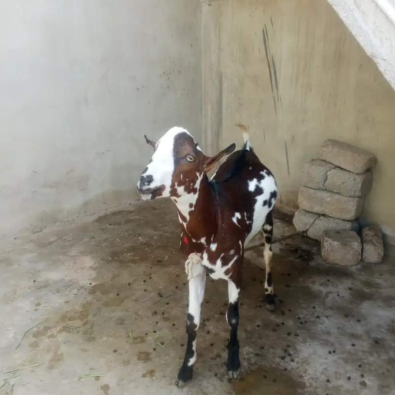 Bakra for sale — photo 3