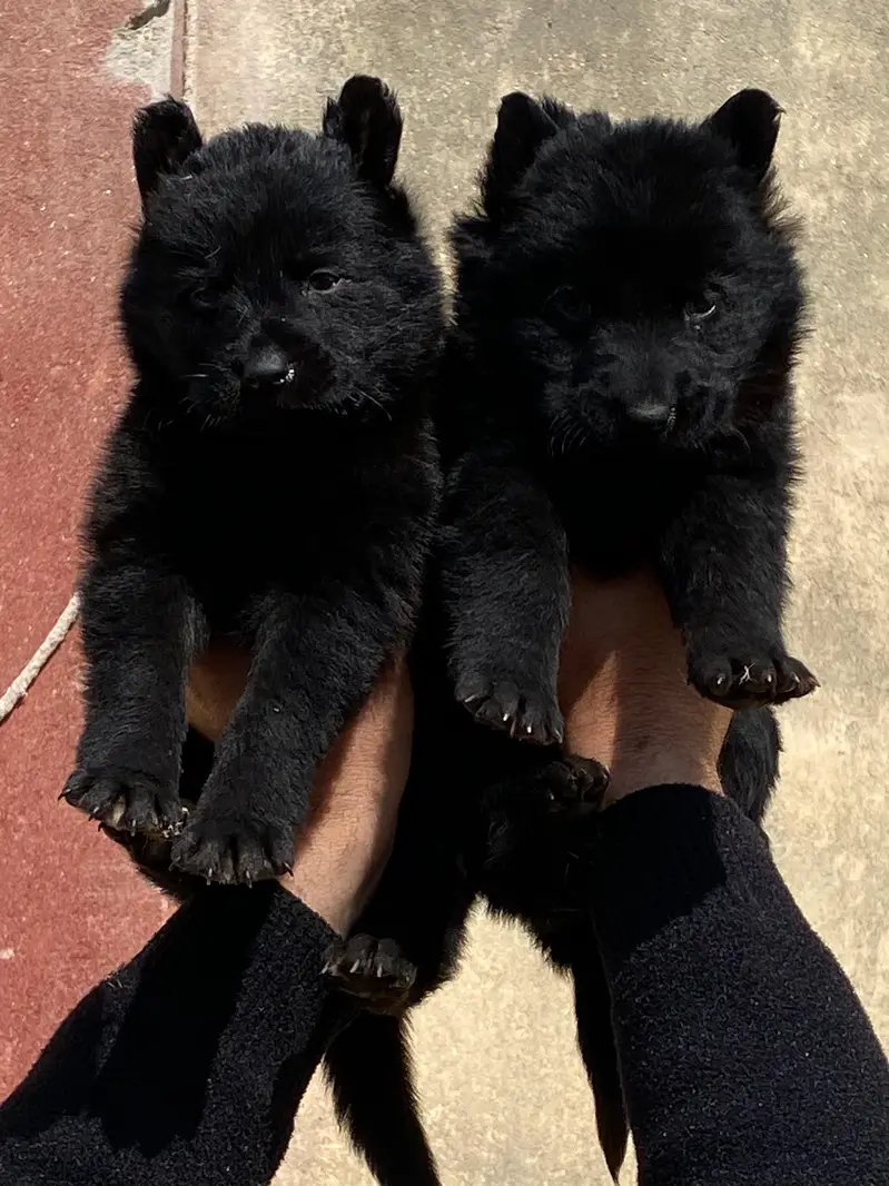 German shepherd Puppy | Long Coat Black German Pupps | GSD Pupps — photo 2