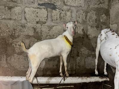 Bakry for Sale