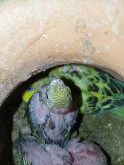 healthy active breeder feamle with his 3 chicks