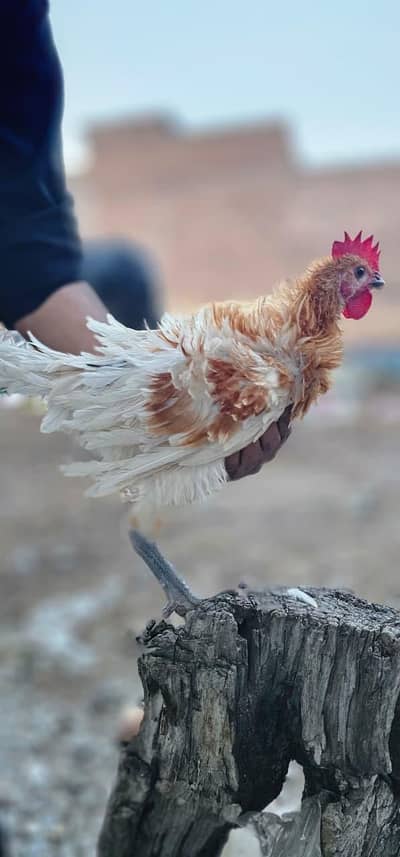 Fancy Frizzle Male for Sale