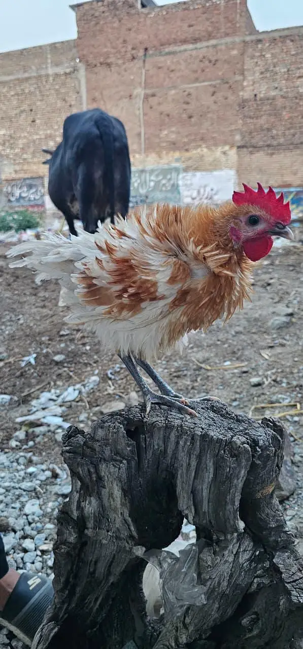 Fancy Frizzle Male for Sale — photo 2