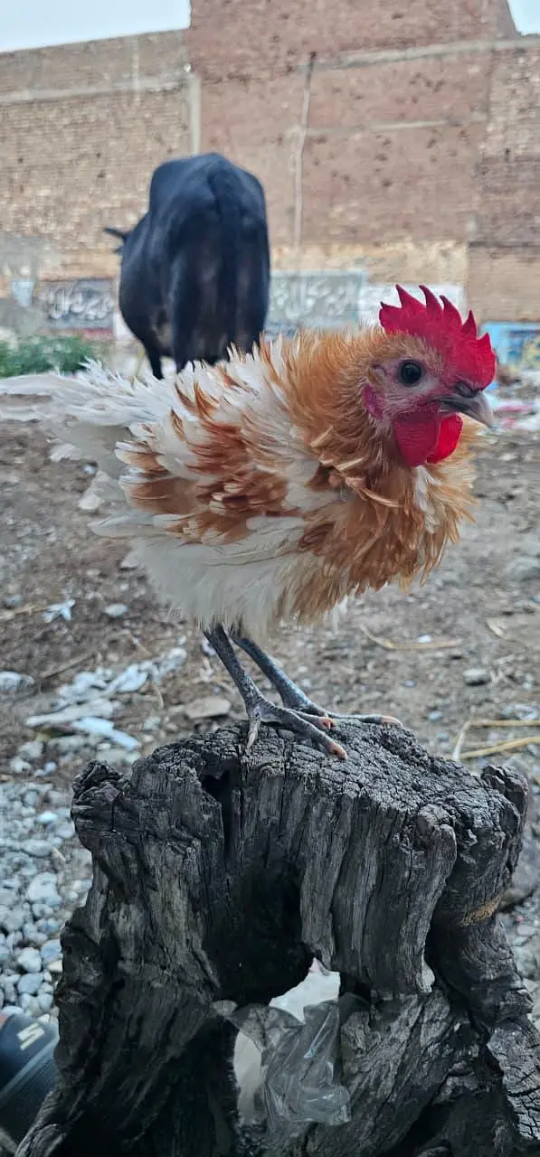 Fancy Frizzle Male for Sale — photo 3