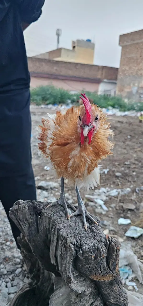 Fancy Frizzle Male for Sale — photo 5