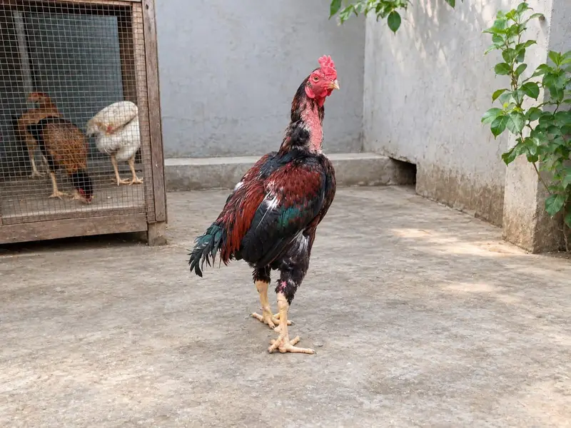 Aseel Hens — photo 2