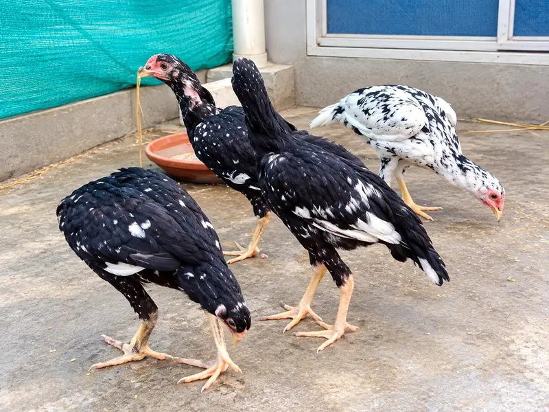 Aseel Hens — photo 6