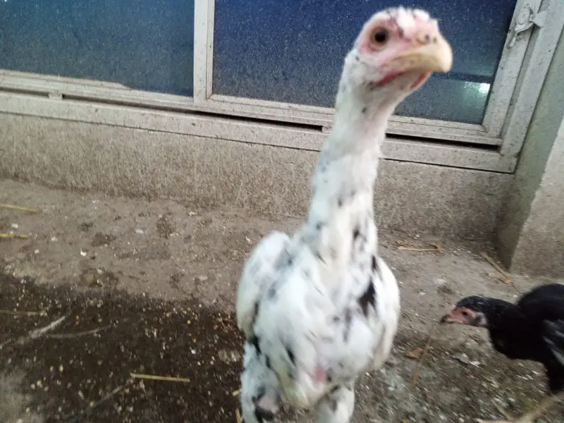 Aseel Hens — photo 7