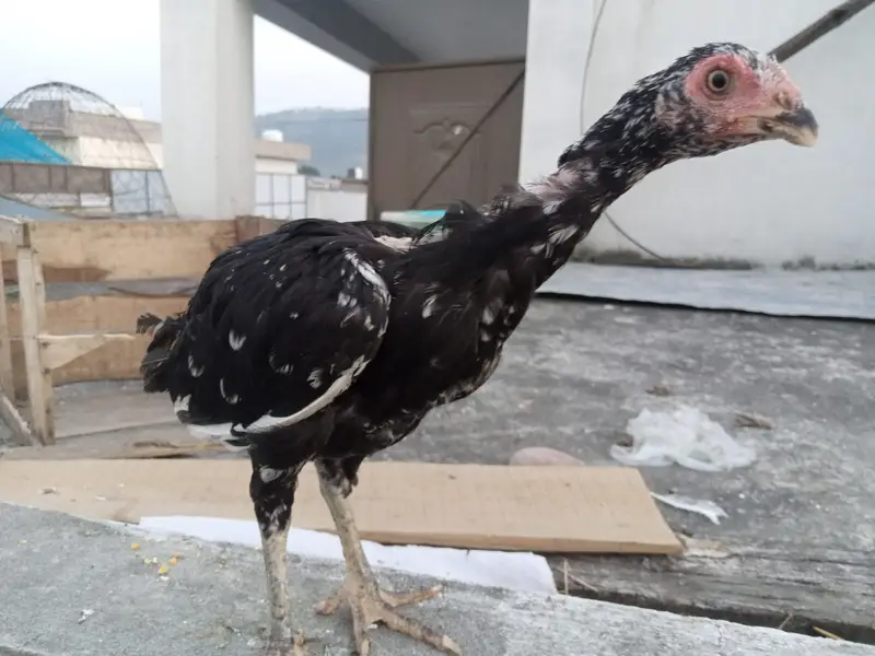 Aseel Hens — photo 8