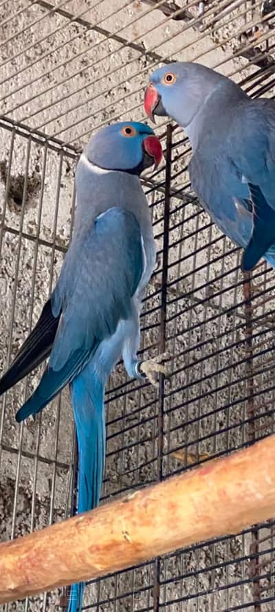 voilet ringneck