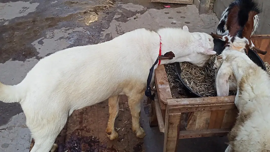 Pure Gulabi Tedda — photo 3