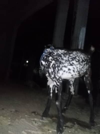 very good quality goat for sale