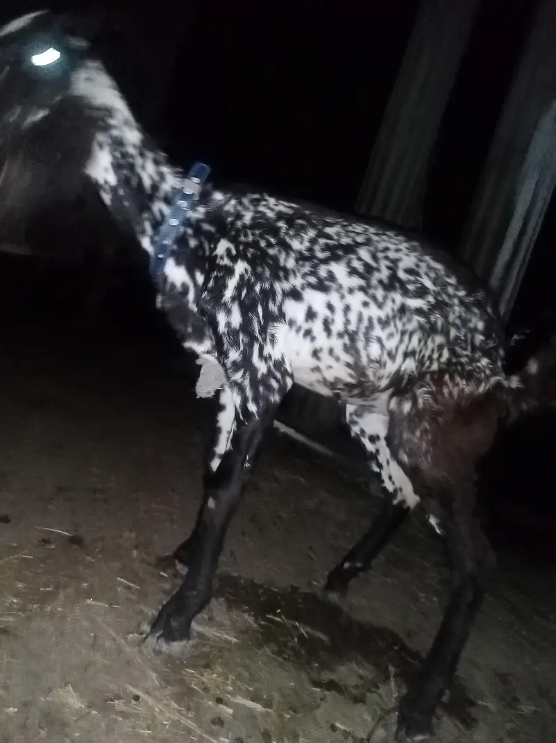 very good quality goat for sale — photo 3