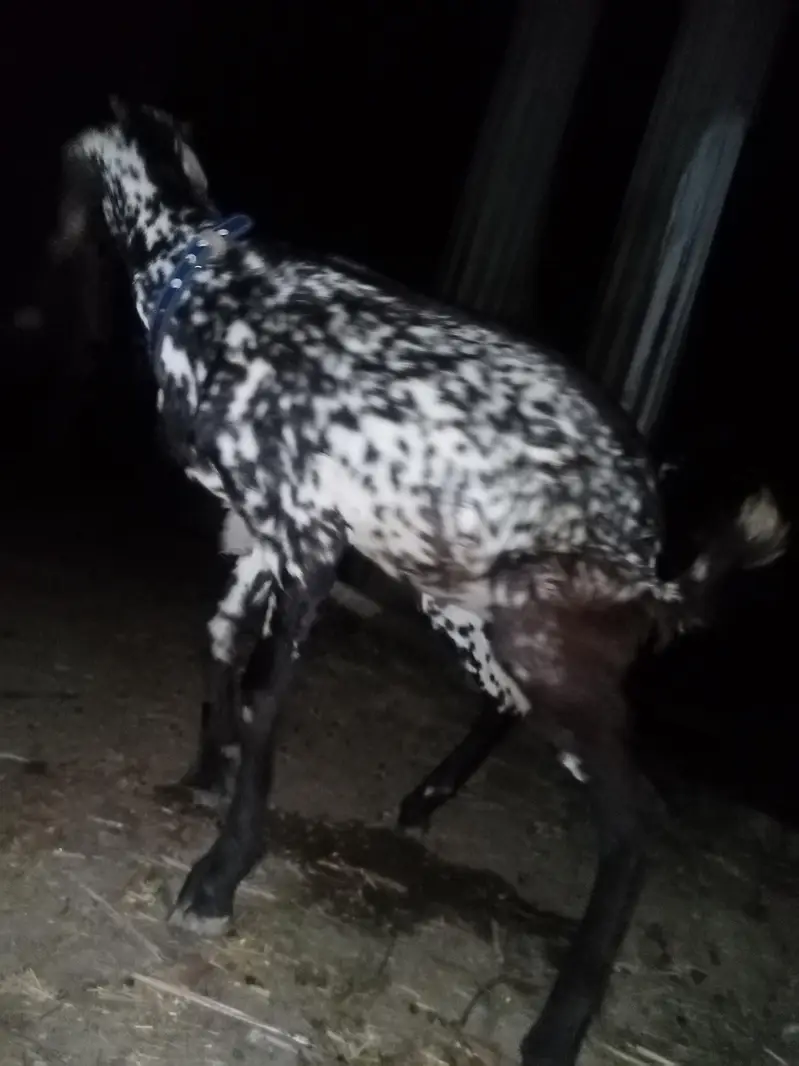 very good quality goat for sale — photo 5