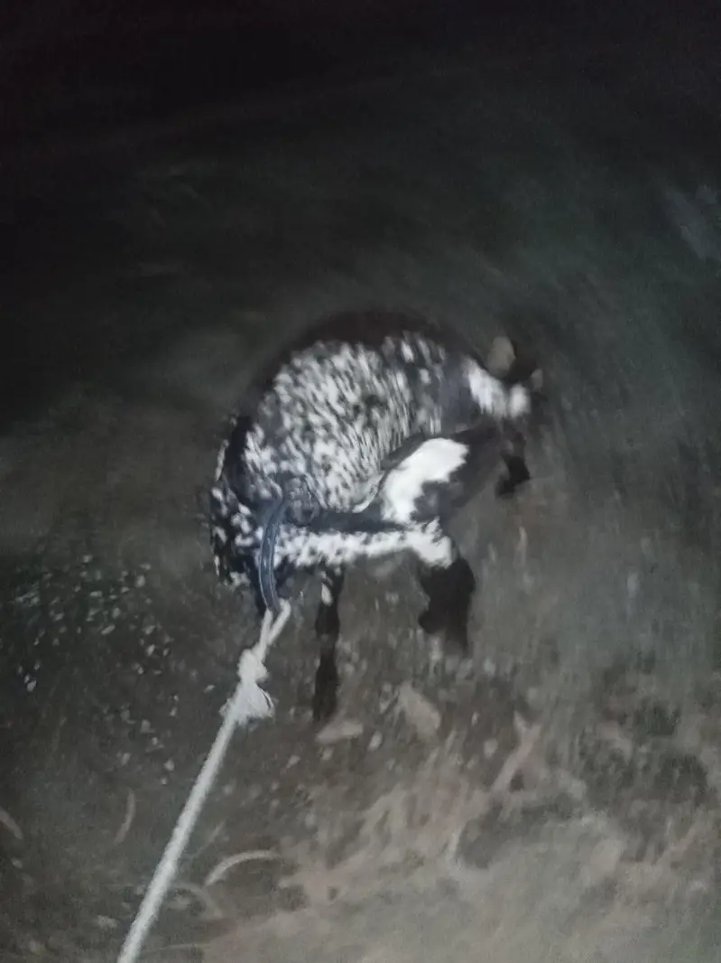 very good quality goat for sale — photo 7