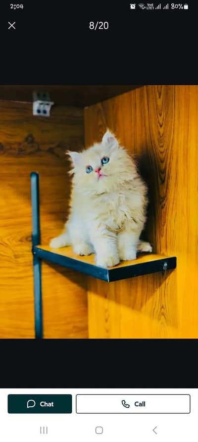 cash on delivery parshion kitten cat male female