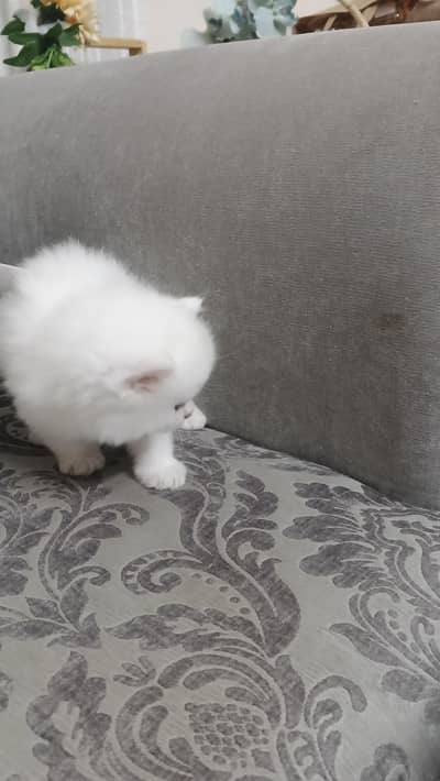good quality kittens available litter train active and playful