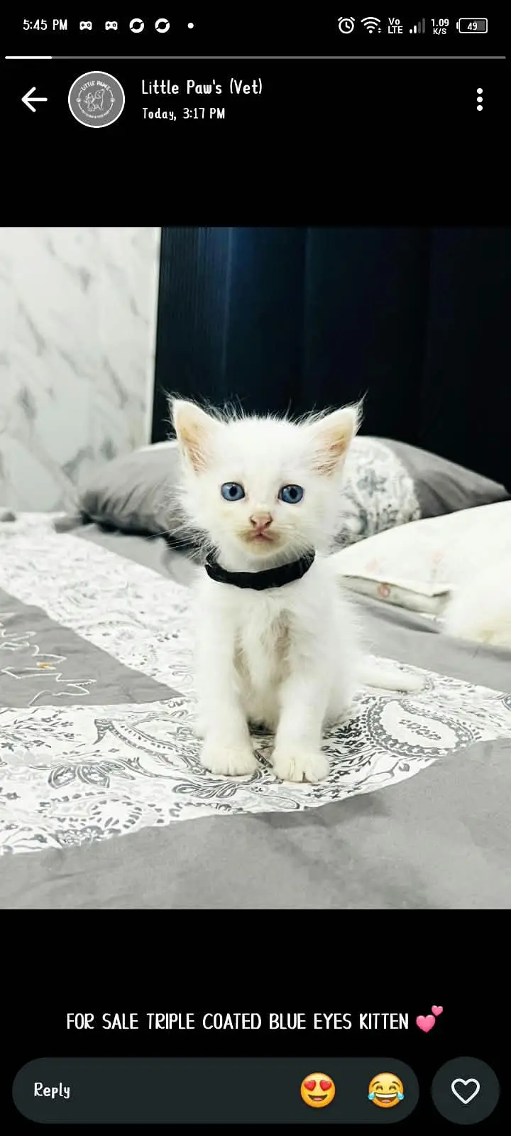 good quality kittens available litter train active and playful — photo 2