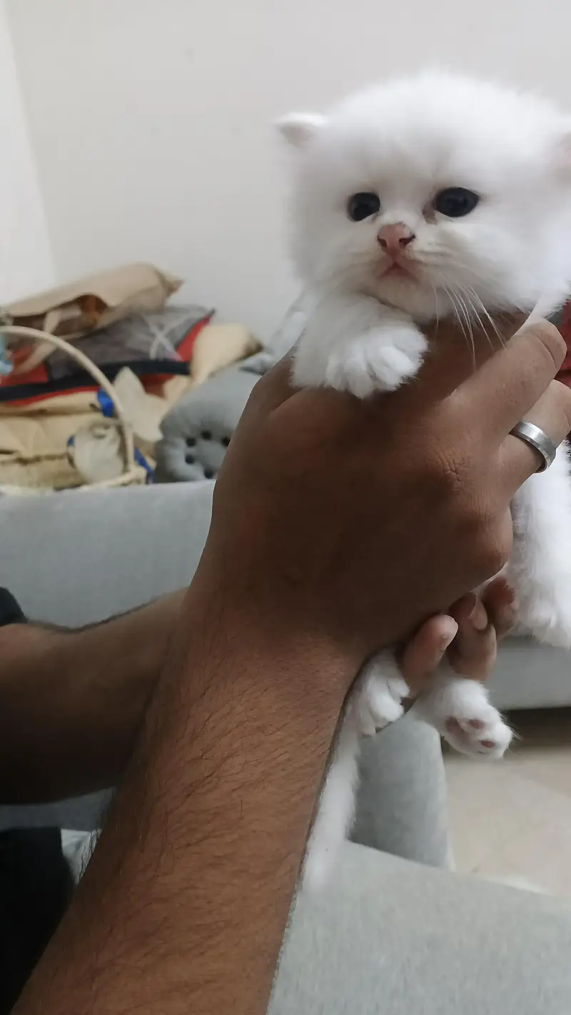 good quality kittens available litter train active and playful — photo 6